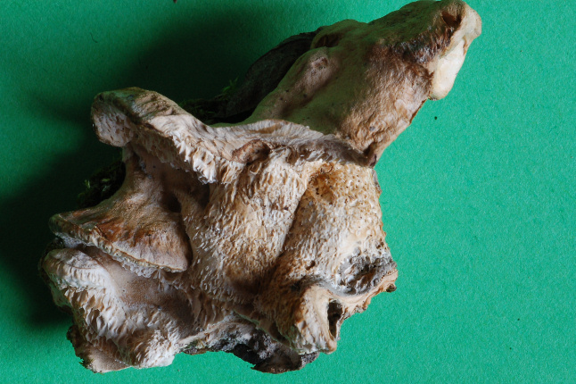 Lignicolo da determinare (Bjerkandera fumosa)